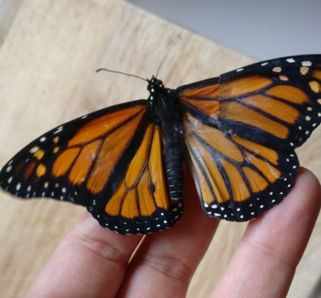 Спасение бабочки Монарха