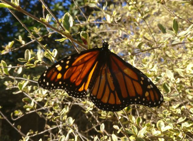 Спасение бабочки Монарха