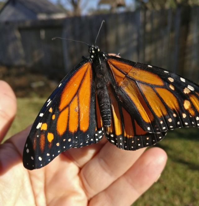 Спасение бабочки Монарха