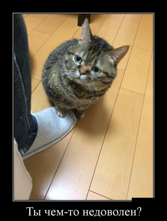 Демотиваторы