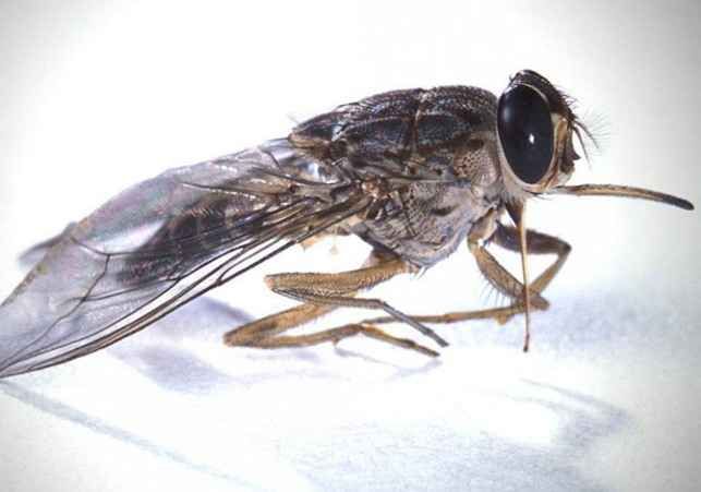 25 самых неприятных насекомых планеты (25 фото)