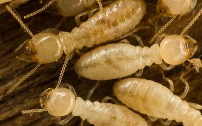 25 самых неприятных насекомых планеты (25 фото)