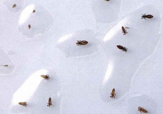 25 самых неприятных насекомых планеты (25 фото)