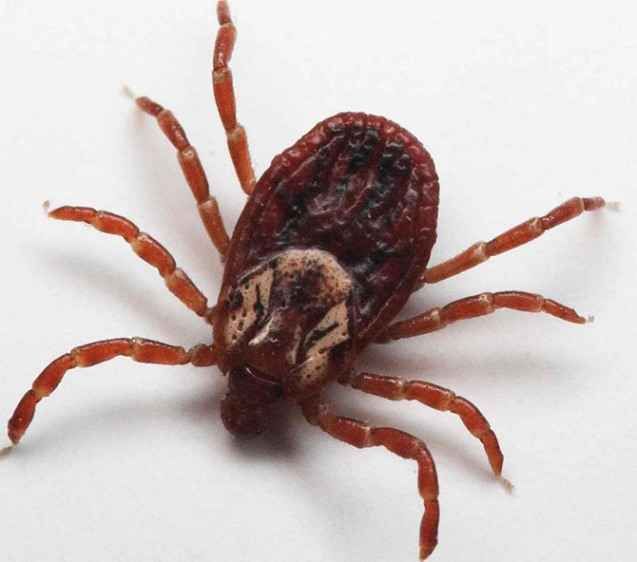 25 самых неприятных насекомых планеты (25 фото)