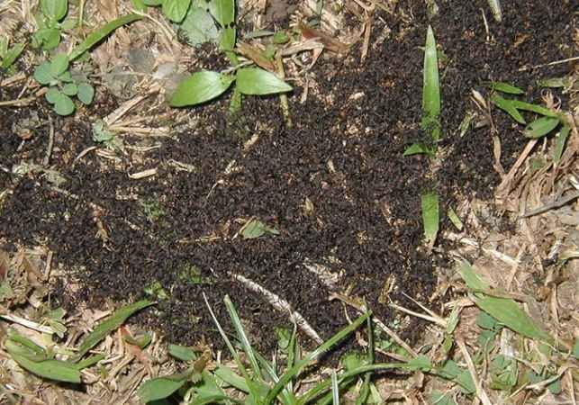 25 самых неприятных насекомых планеты (25 фото)