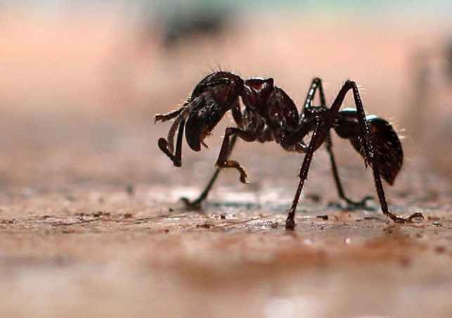 25 самых неприятных насекомых планеты (25 фото)