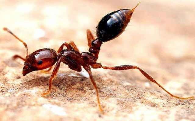 25 самых неприятных насекомых планеты (25 фото)