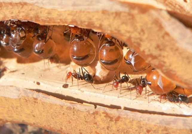 25 самых неприятных насекомых планеты (25 фото)