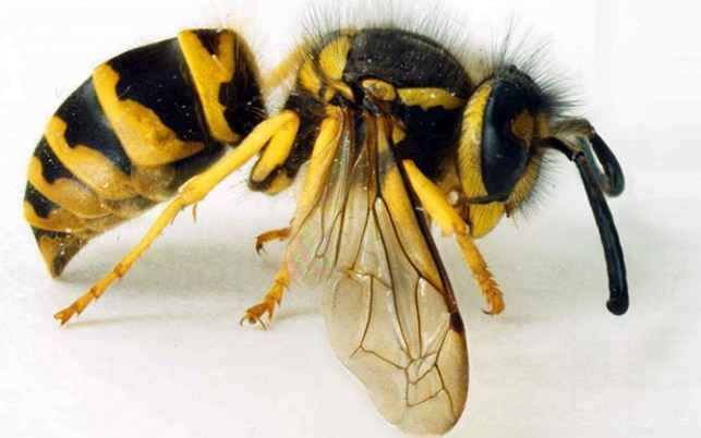 25 самых неприятных насекомых планеты (25 фото)