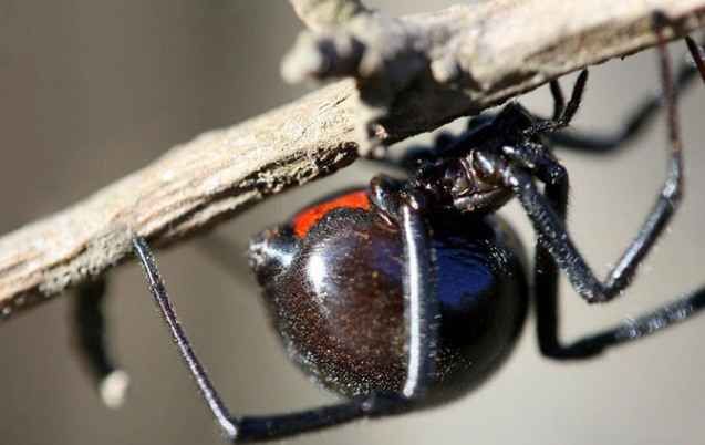 25 самых неприятных насекомых планеты (25 фото)