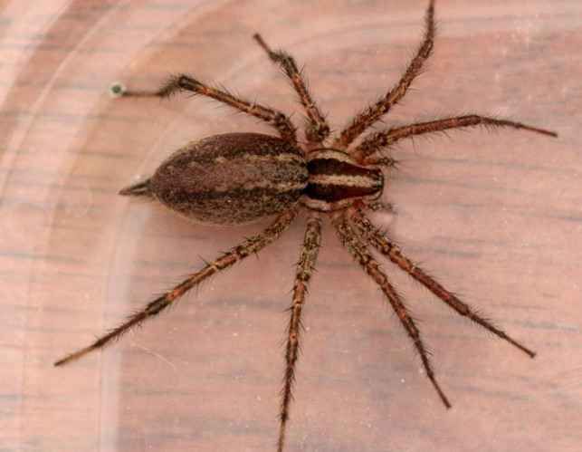 25 самых неприятных насекомых планеты (25 фото)