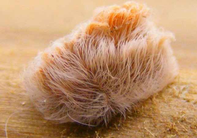 25 самых неприятных насекомых планеты (25 фото)