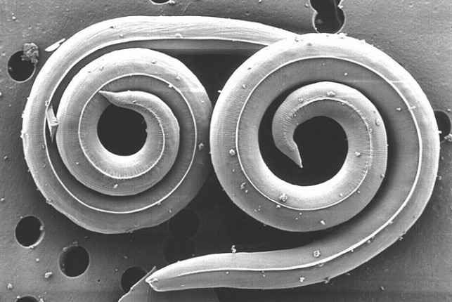 25 самых неприятных насекомых планеты (25 фото)