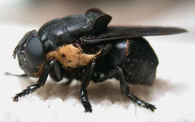 25 самых неприятных насекомых планеты (25 фото)