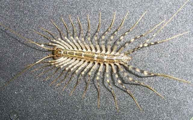 25 самых неприятных насекомых планеты (25 фото)