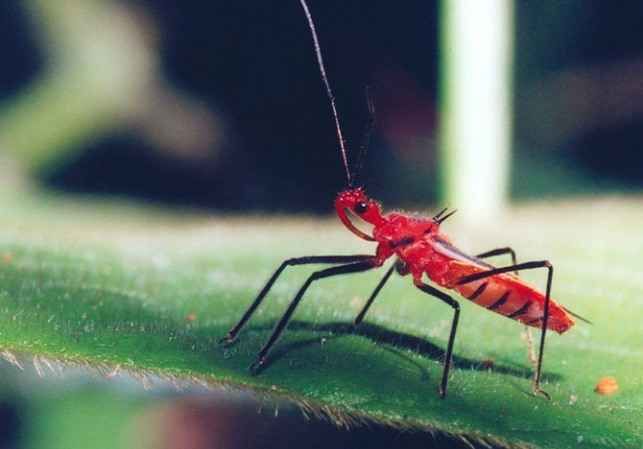 25 самых неприятных насекомых планеты (25 фото)