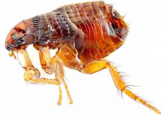 25 самых неприятных насекомых планеты (25 фото)