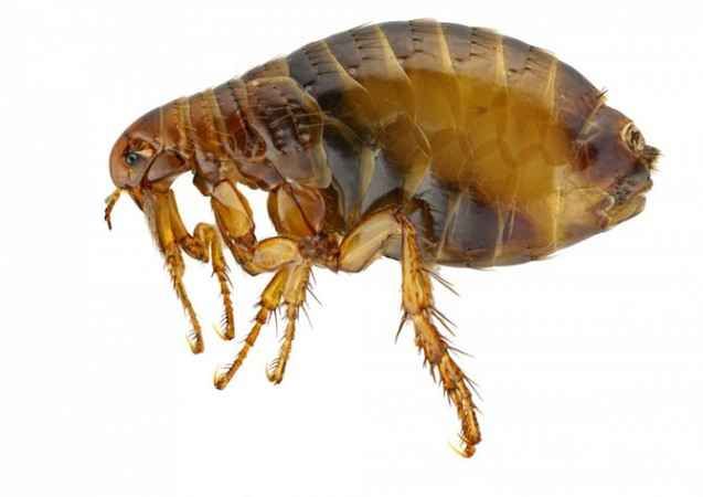 25 самых неприятных насекомых планеты (25 фото)