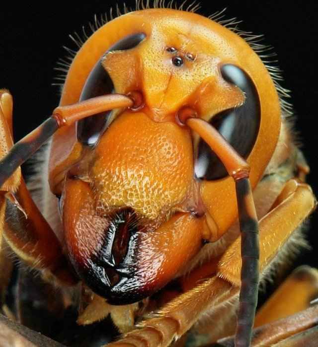 25 самых неприятных насекомых планеты (25 фото)