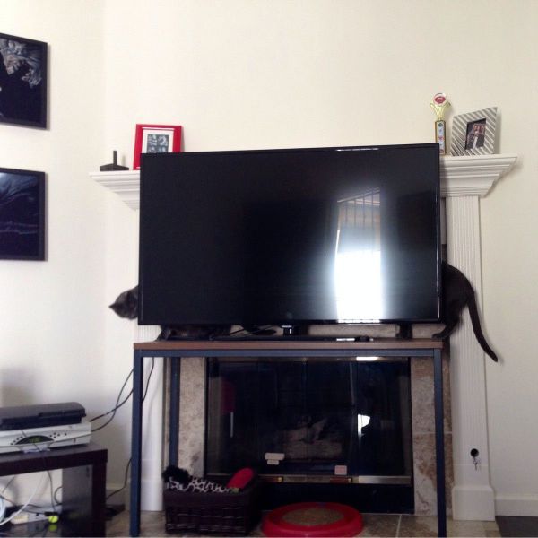 Прикольные картинки (50 фото)