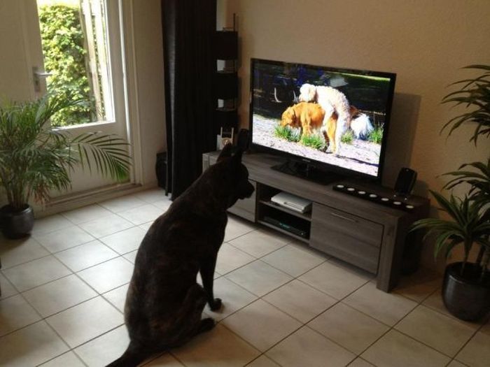 Прикольные картинки (50 фото)