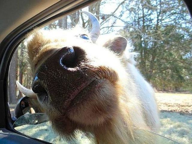 Прикольные картинки (50 фото)