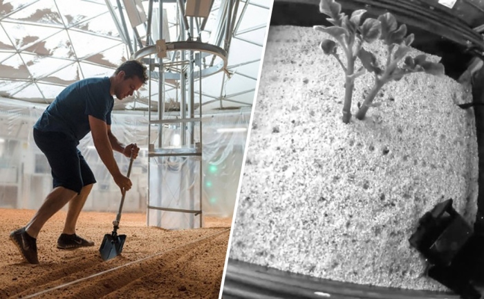 Картофель на Марсе – это реально!