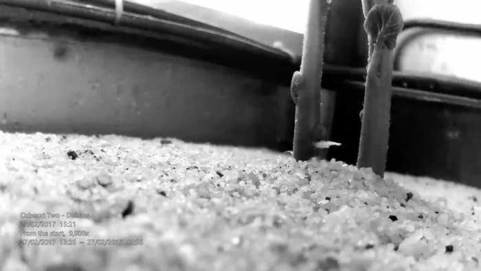 Картофель на Марсе – это реально! Картофель на Марсе – это реально!