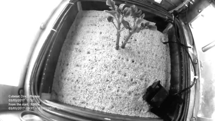 Картофель на Марсе – это реально! Картофель на Марсе – это реально!