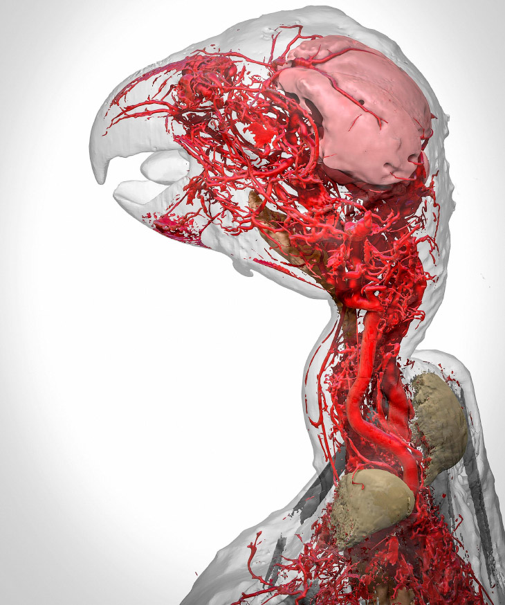 Конкурс фотографии в области биомедицины Wellcome Image Awards 2017: победители