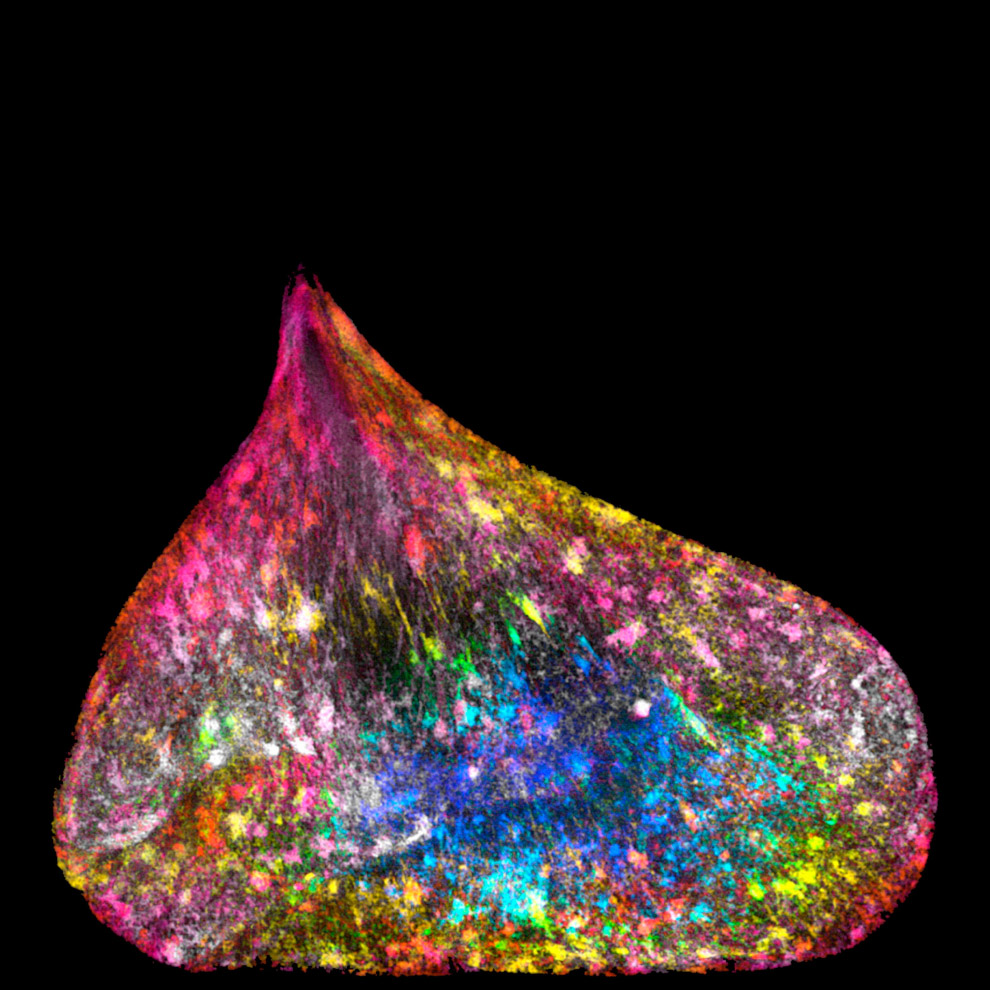 Конкурс фотографии в области биомедицины Wellcome Image Awards 2017: победители