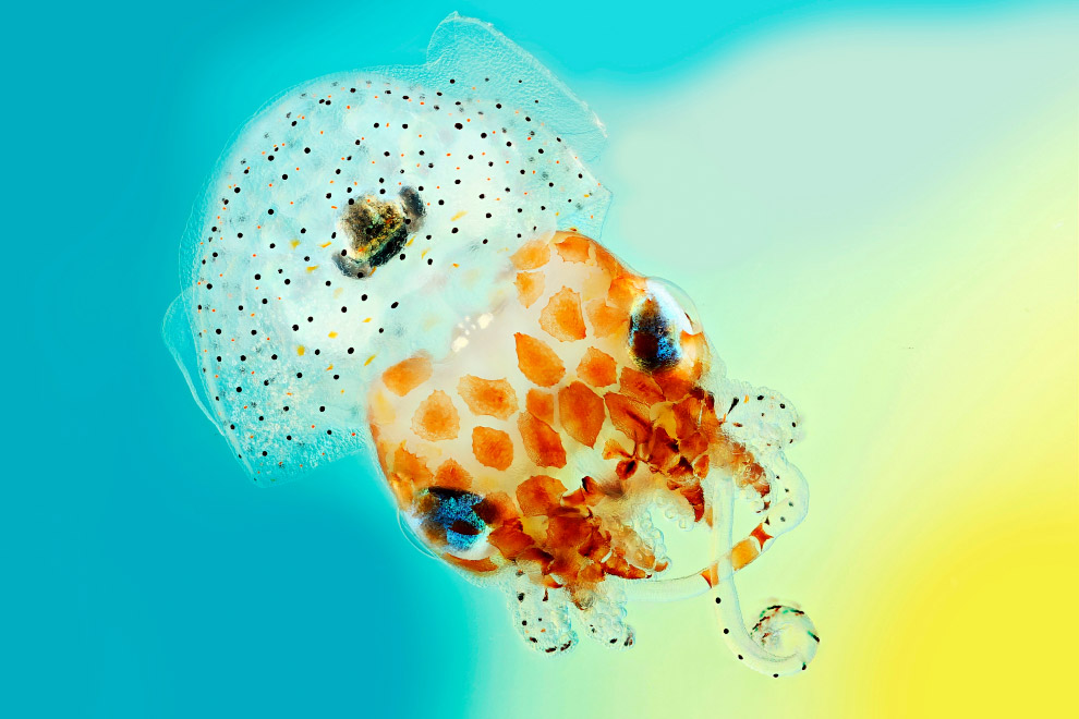 Конкурс фотографии в области биомедицины Wellcome Image Awards 2017: победители