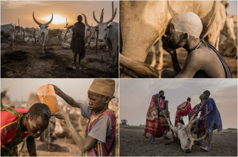 Племя Динка: они берут имена быков и моют головы коровьей мочой