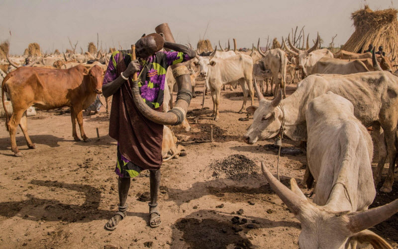 Племя Динка: они берут имена быков и моют головы коровьей мочой