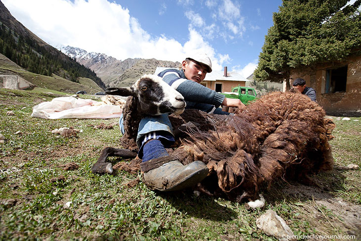 Весна — пора стричь овец