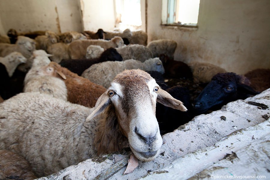 Весна — пора стричь овец