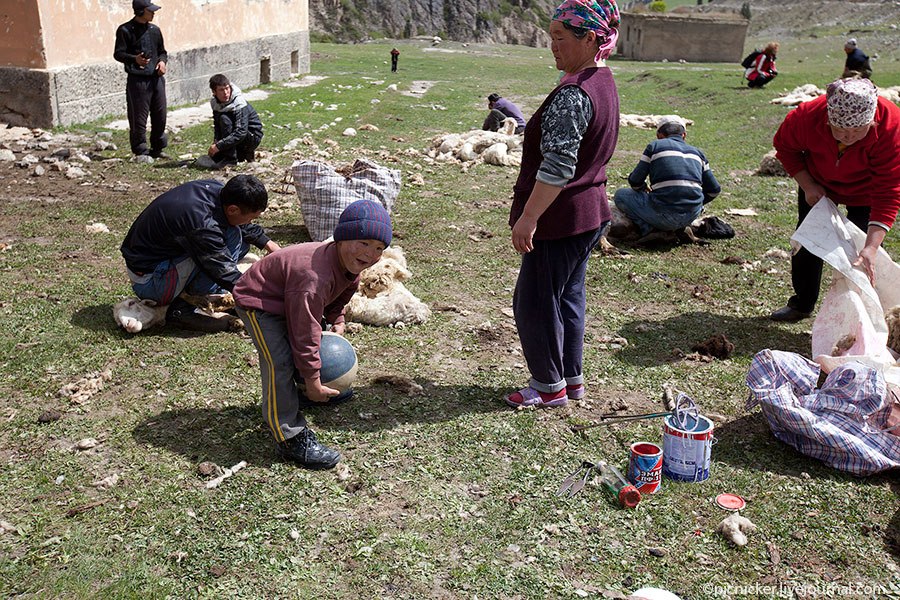 Весна — пора стричь овец