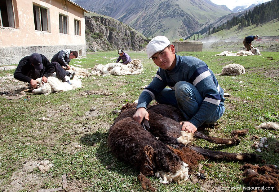 Весна — пора стричь овец
