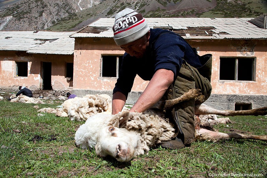 Весна — пора стричь овец
