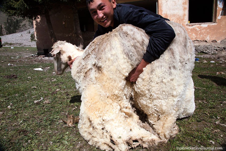Весна — пора стричь овец