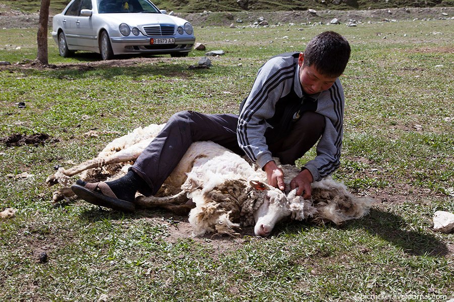 Весна — пора стричь овец
