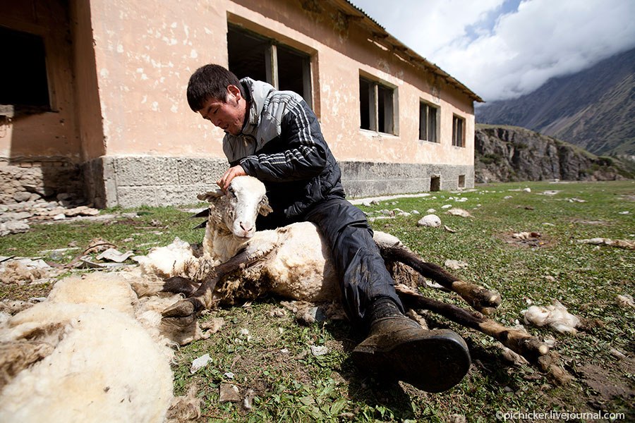 Весна — пора стричь овец