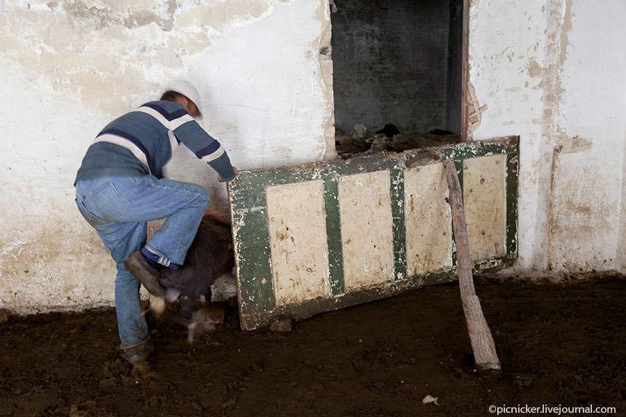 Весна — пора стричь овец