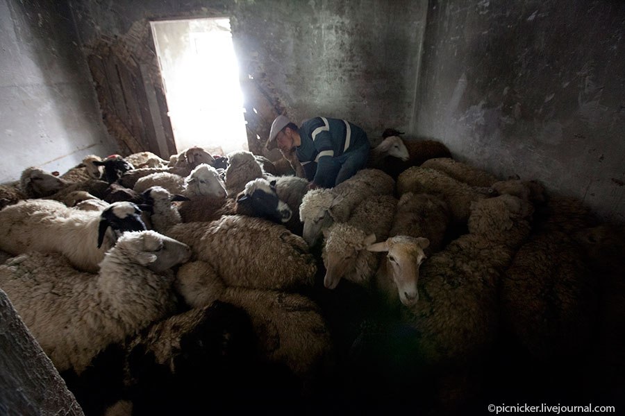 Весна — пора стричь овец