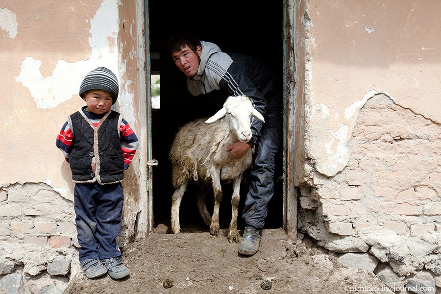 Весна — пора стричь овец