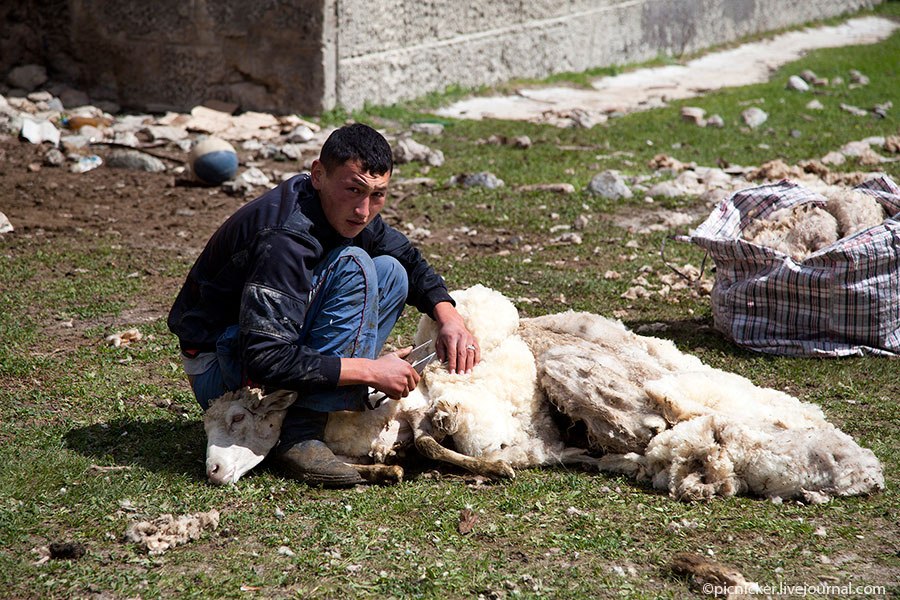 Весна — пора стричь овец
