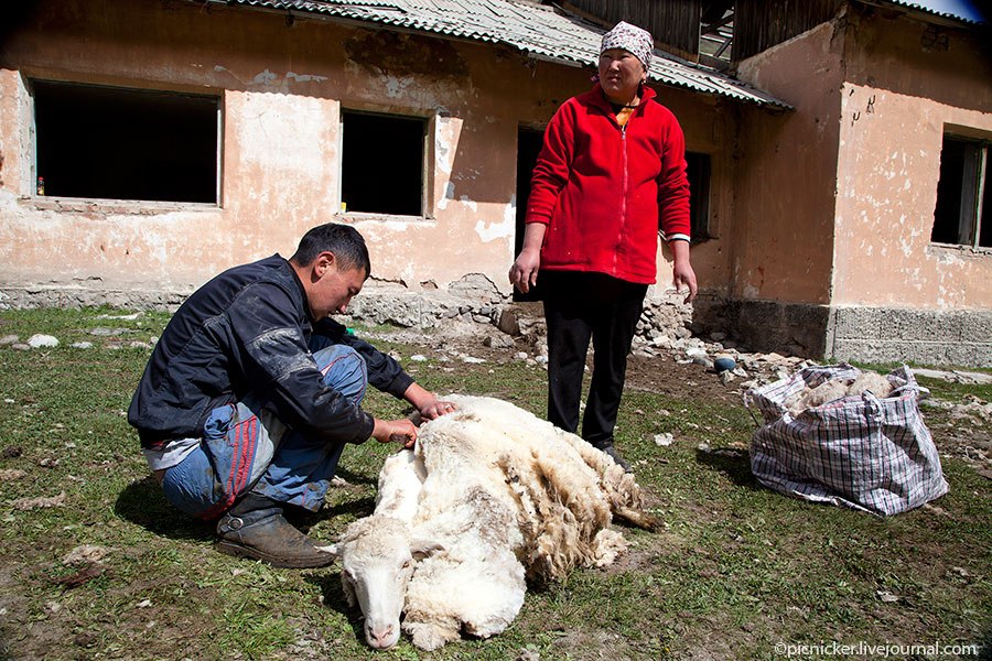 Весна — пора стричь овец