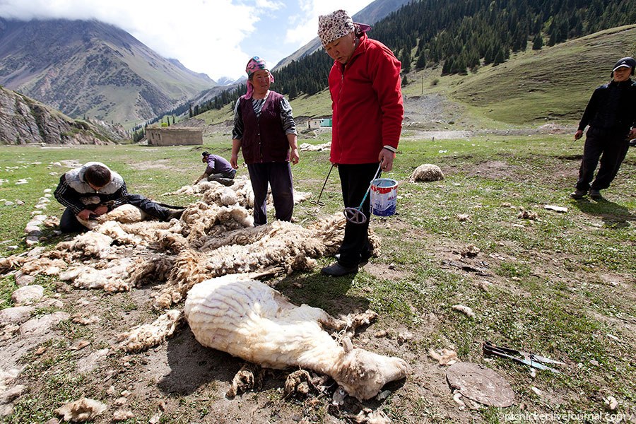 Весна — пора стричь овец