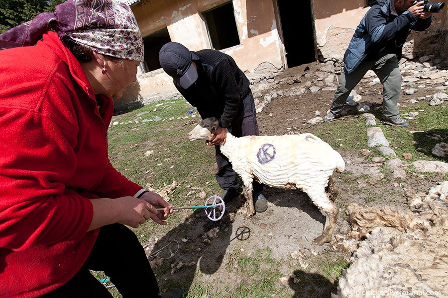 Весна — пора стричь овец