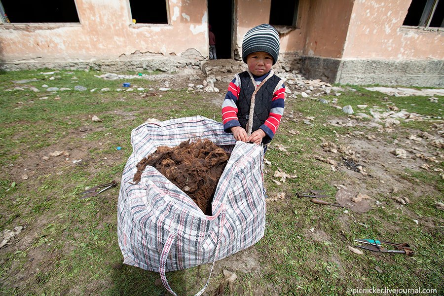Весна — пора стричь овец